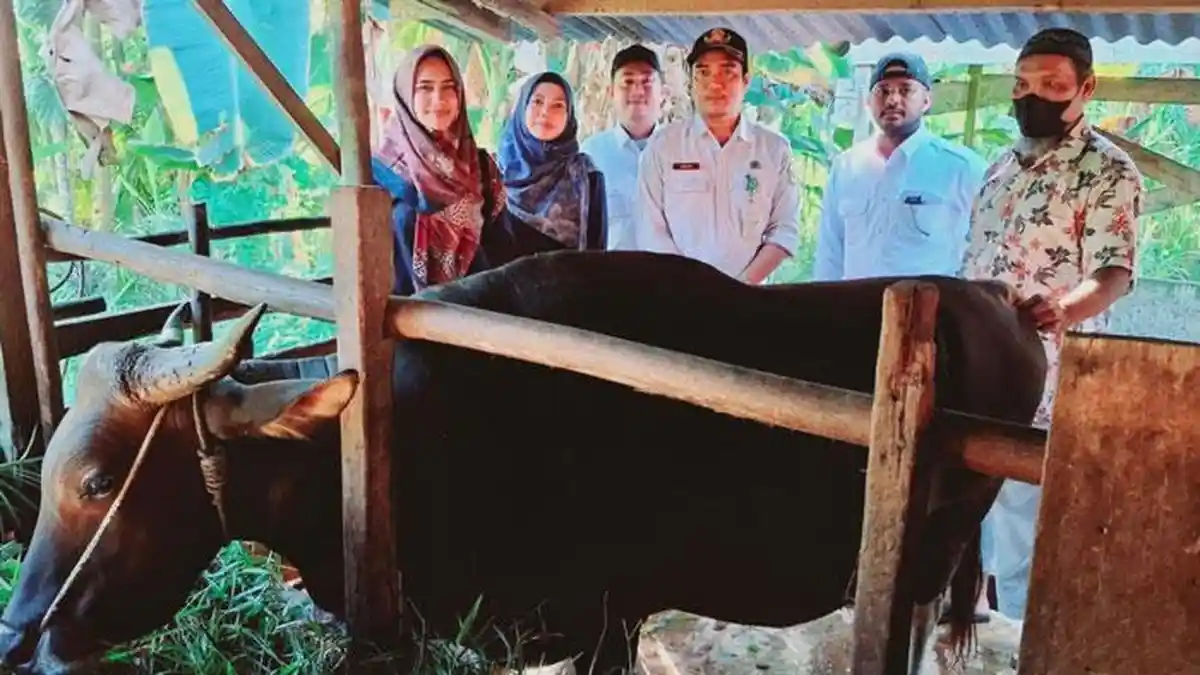 Presiden Jokowi Sumbang Dua Ekor Sapi Kurban di Masjid Azzulfa Lingga Kepri