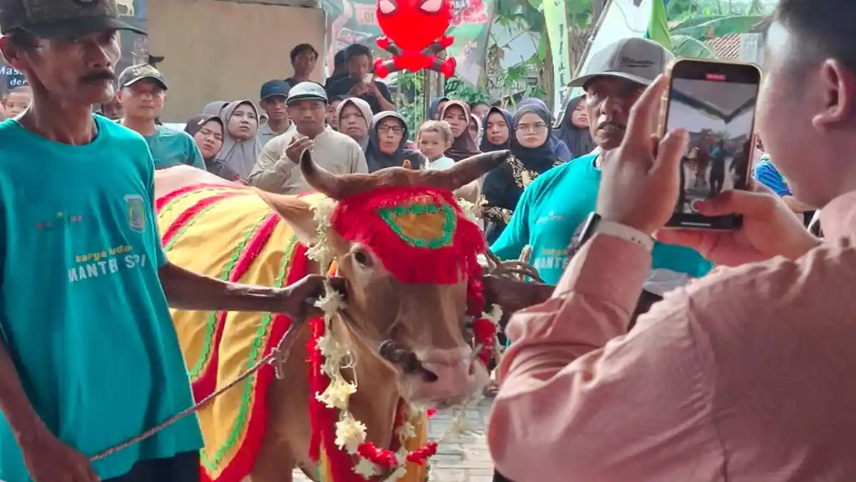 Tradisi Manten Sapi di Kecamatan Nguling Pasuruan Dijaga untuk Tarik Wisatawan ke Pasuruan