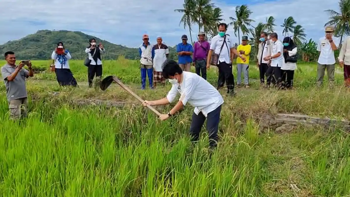 Mappalili, Tradisi Kelompok Tani di Kabupaten Pinrang