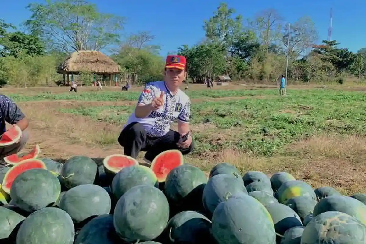 Lapas Atambua Panen Semangka, Bukti Pembinaan Kemandirian Pangan Bagi Warga Binaan