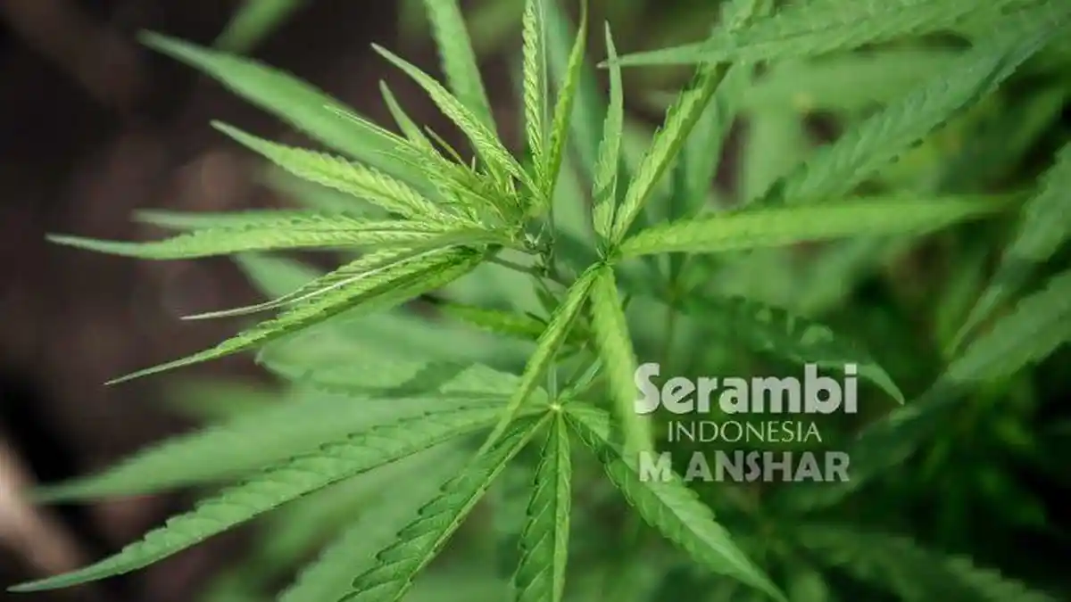 Warga Bangka Ini Kedapatan Tanam Ganja di Belakang Rumah, Ngaku untuk ...