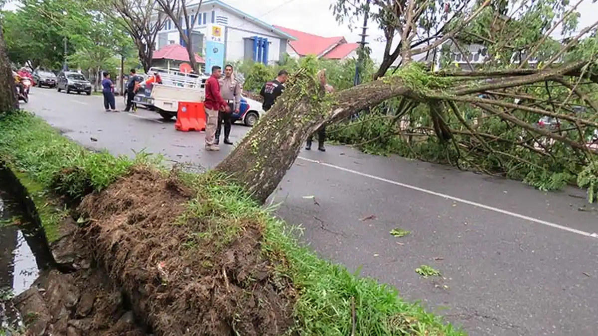 Pohon Cemara Tumbang Ganggu Arus Lalu Lintas   
