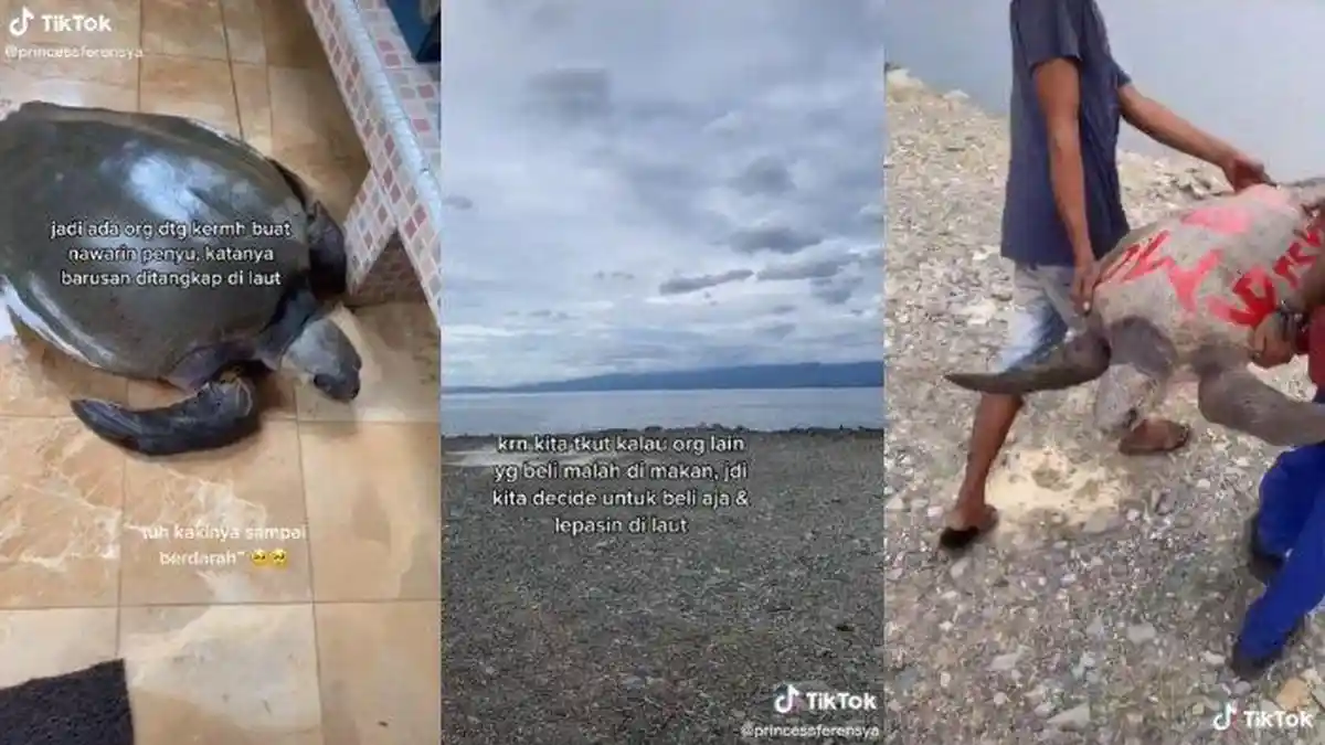 Video Viral Seorang Wanita Membeli Penyu untuk Dilepas ke Laut
