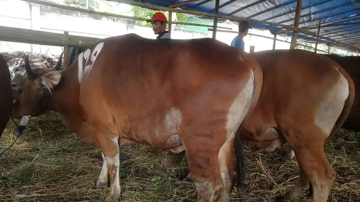 Jelang Iduladha, Waspada Hewan Kurban yang Terpapar PMK Sudah Banyak di Jakarta