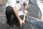 Ahmed Zaki Iskandar Bupati Tangerang saat Panen Udang