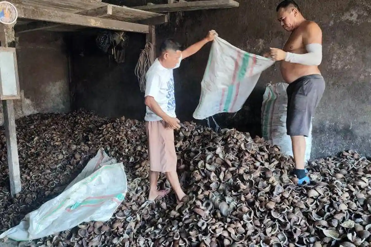 Harga Kopra di Manado Sulawesi Utara Turun, Petani Mengeluh, Dijual Segini Per Kilogram