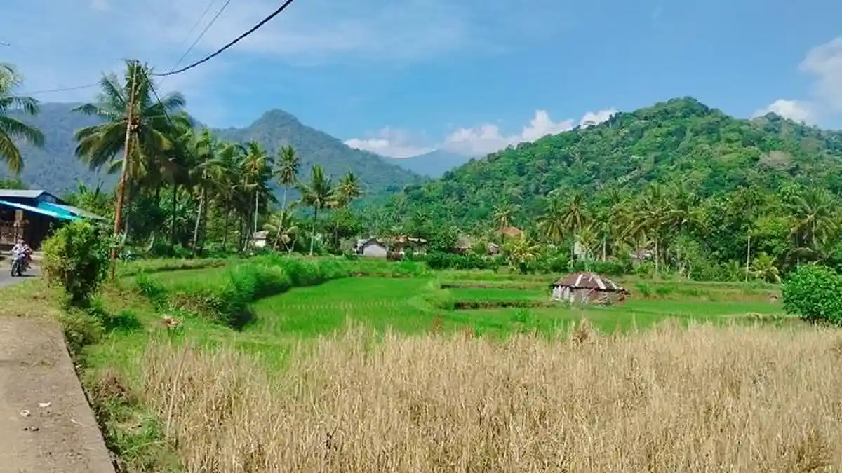 5 Hektar Sawah di Buleleng Gagal Panen, Pemkab Akan Tambah Pasokan Beras dari Jembrana