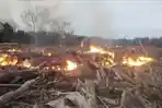 Kebakaran Tumpukan Kayu Banjir di Langkahan Aceh Utara Terus Meluas, Merambah ke Kebun Sawit