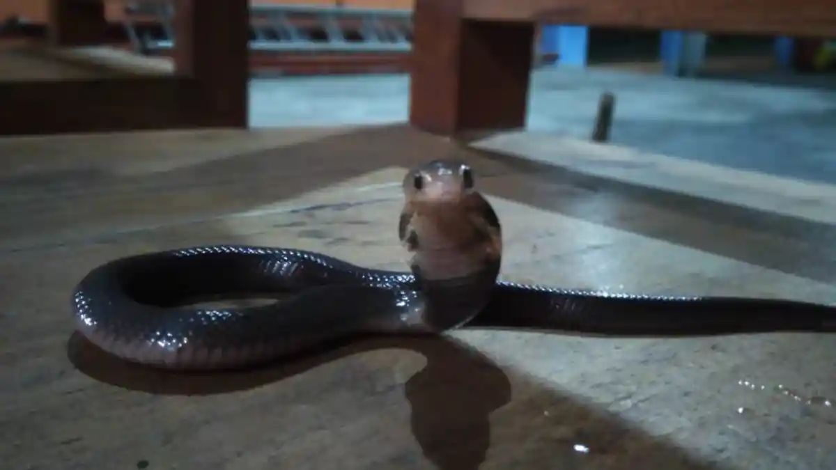 Penting Diketahui, Berikut 6 Cara Mencegah dan Mengusir Ular yang Masuk ke Rumah