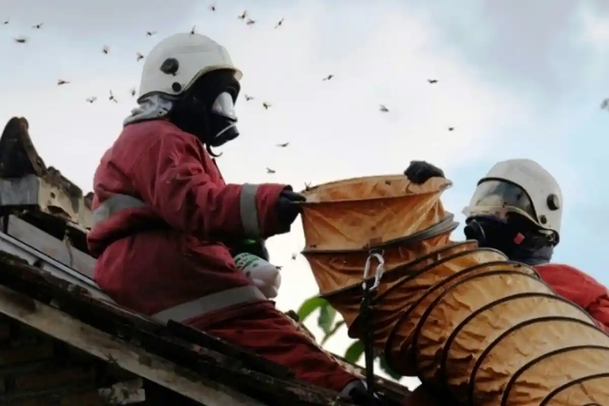 Tawon Vespa, Serangga yang Sudah Membunuh 7 Orang di Klaten