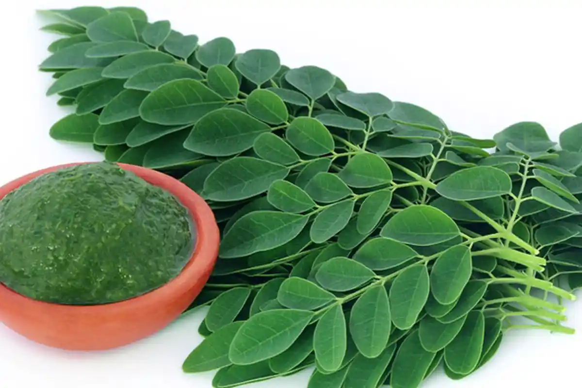 Dahsyatnya Manfaat Daun Kelor untuk Kesehatan Menurut dr Zaidul Akbar, Anti Kanker hingga Anak Autis