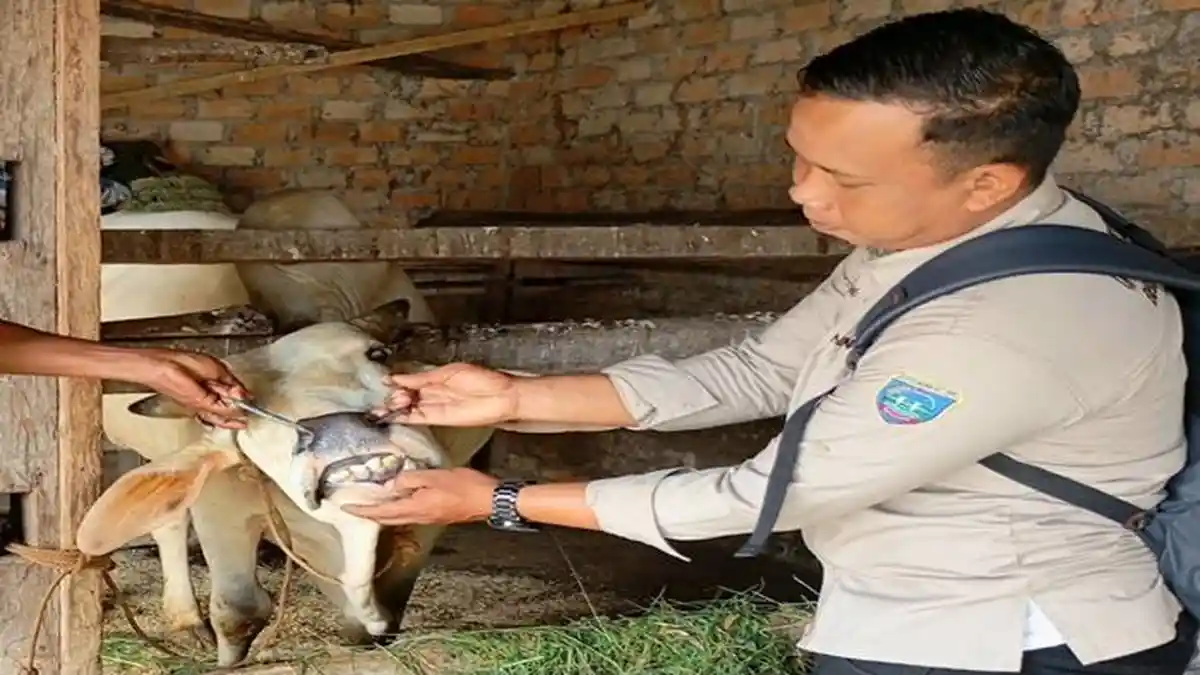 Ciri-ciri Hewan Kurban yang Sehat dari Diskannak OKU Timur, ini Langkah Jika Ditemukan Cacing Hati