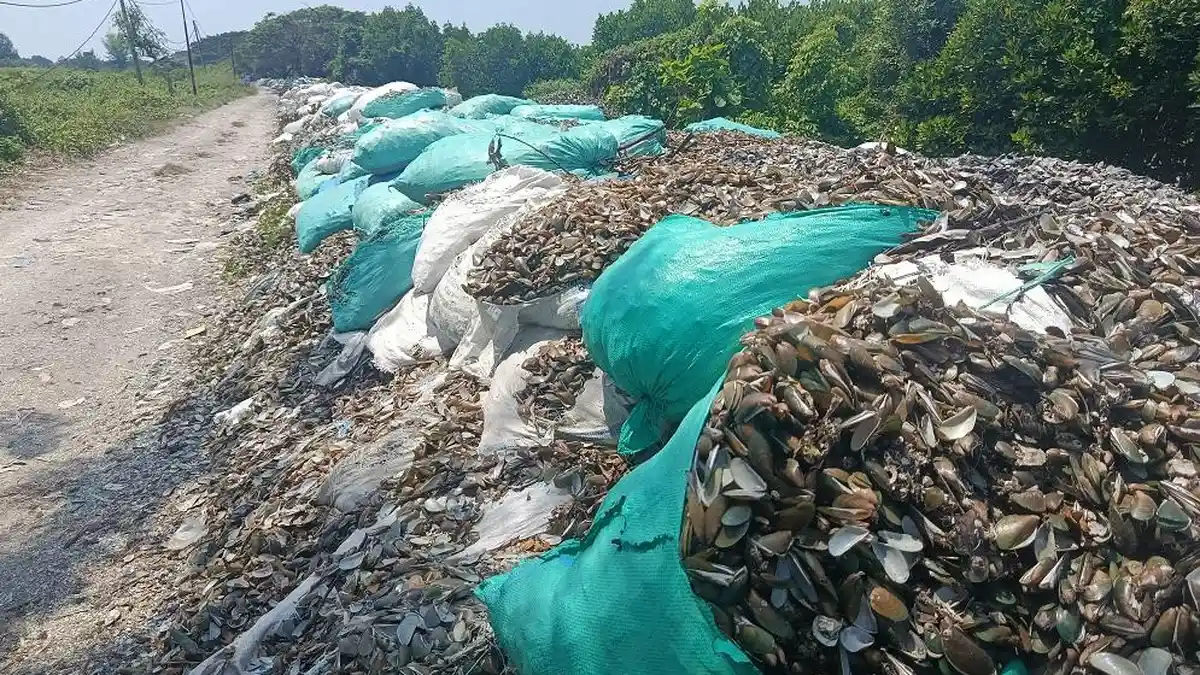 Limbah Cangkang Kerang Hijau di Cirebon 'Menggunung' hingga Persempit ...