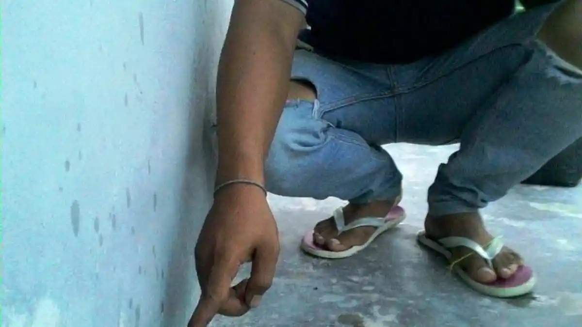 Ini Jenis Ulat Bulu yang Menyerang Rumah Warga