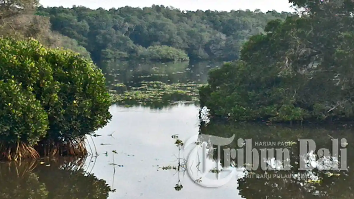 Sampah dan Enceng Gondok di Musim Hujan Ancam Mangrove Teluk Benoa