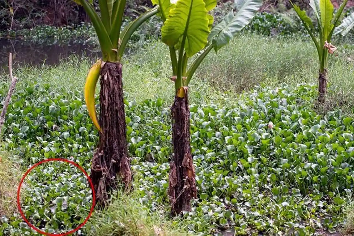 Wanita Ini Baru Sadar Ia Hampir Tewas Setelah Lihat Hasil Jepretannya, Lihat Lingkaran Merah