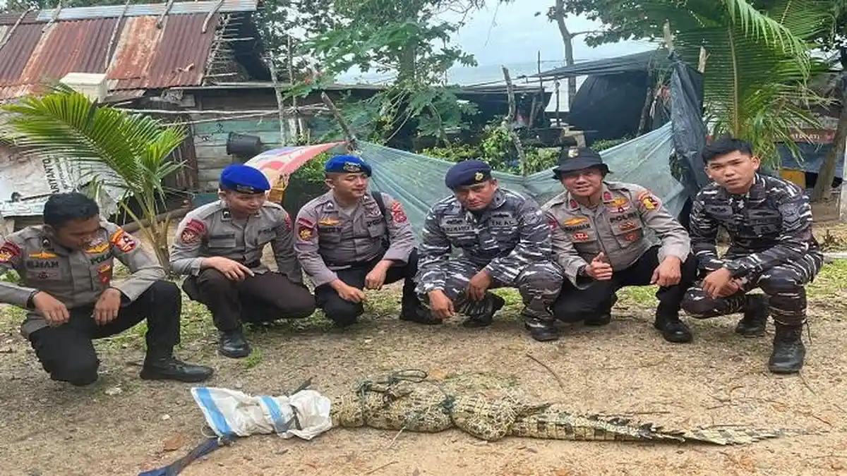 Buaya Perairan Tembelok Ditangkap, Tim Gabungan Serahkan ke BKSDA