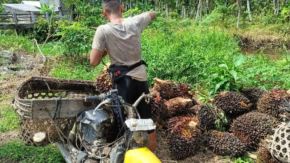 Daftar Harga TBS Sawit Jambi Periode 24-30 Juni 2022, Turun Dari Periode Sebelumnya