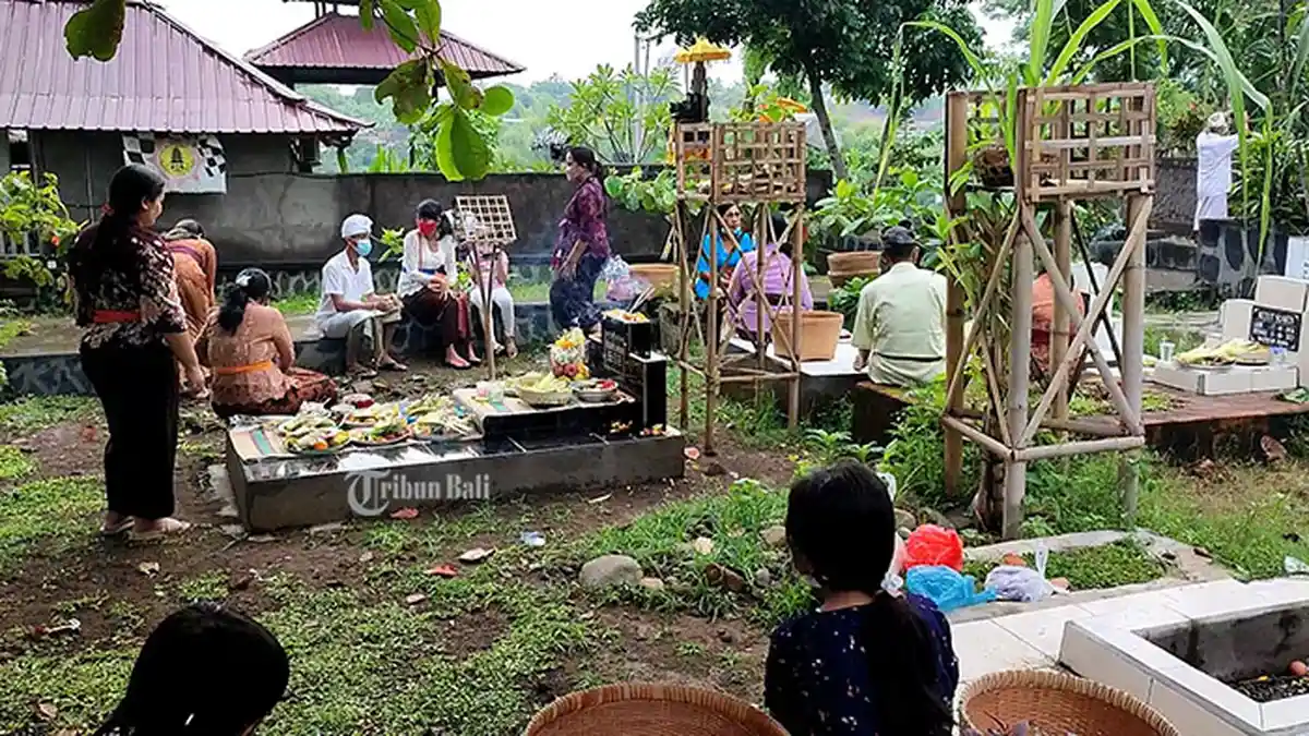 Tradisi Mamunjung Saat Pagerwesi di Desa Adat Buleleng Semakin Berkurang