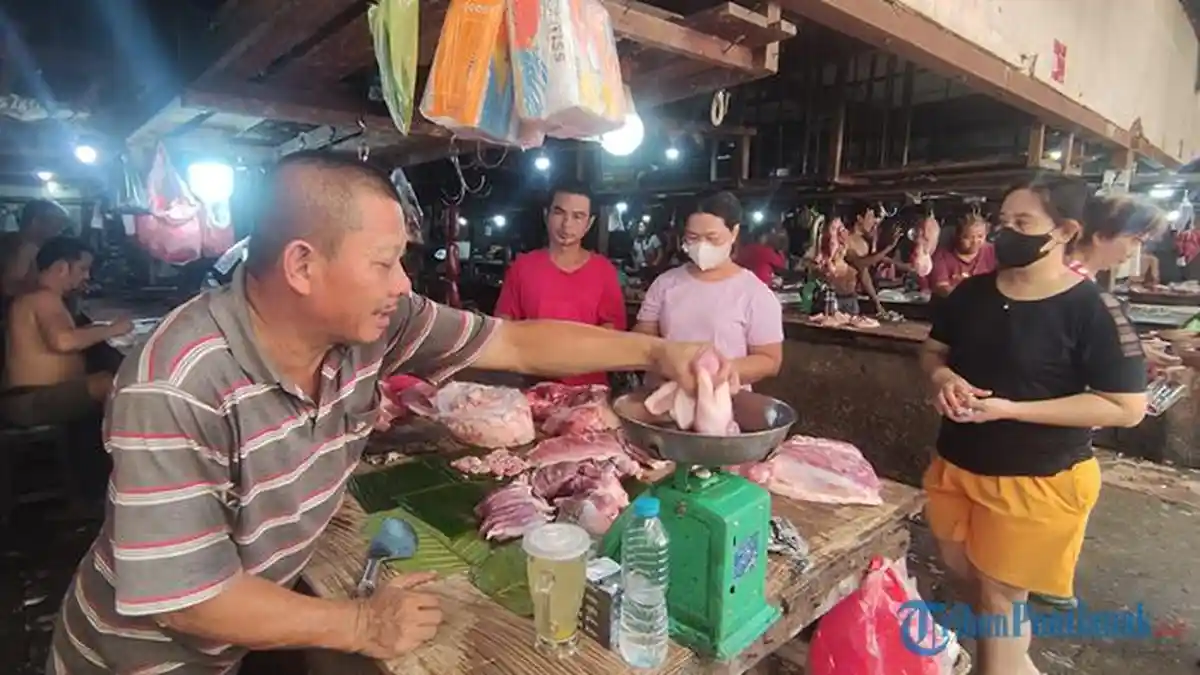 Jamin Keamanan Babi dari Virus ASF, Disbunnak Kalbar Pasok Babi Lewat Jalur Laut