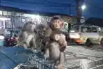 Penjual-hewan-monyet-di-Jalan-Aria-Putra-Ciputat-Kota-Tangerang-Selatan.jpg