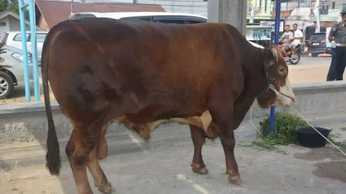 Bagikan 270 Kupon Kurban, DPW PAN Provinsi Jambi Potong Dua Ekor Sapi