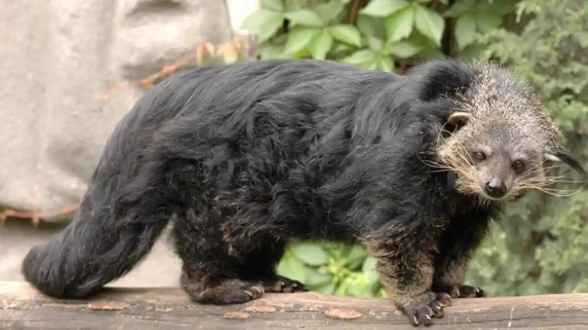 Binturong, Hewan Unik yang Mirip Perpaduan Beruang dan Kucing