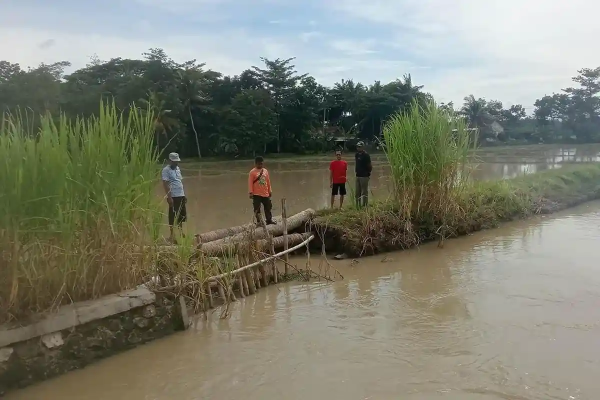 Tanggul Sungai Klepu Payung Jebol, 15 Hektare Sawah di Kebumen Terancam Gagal Tanam