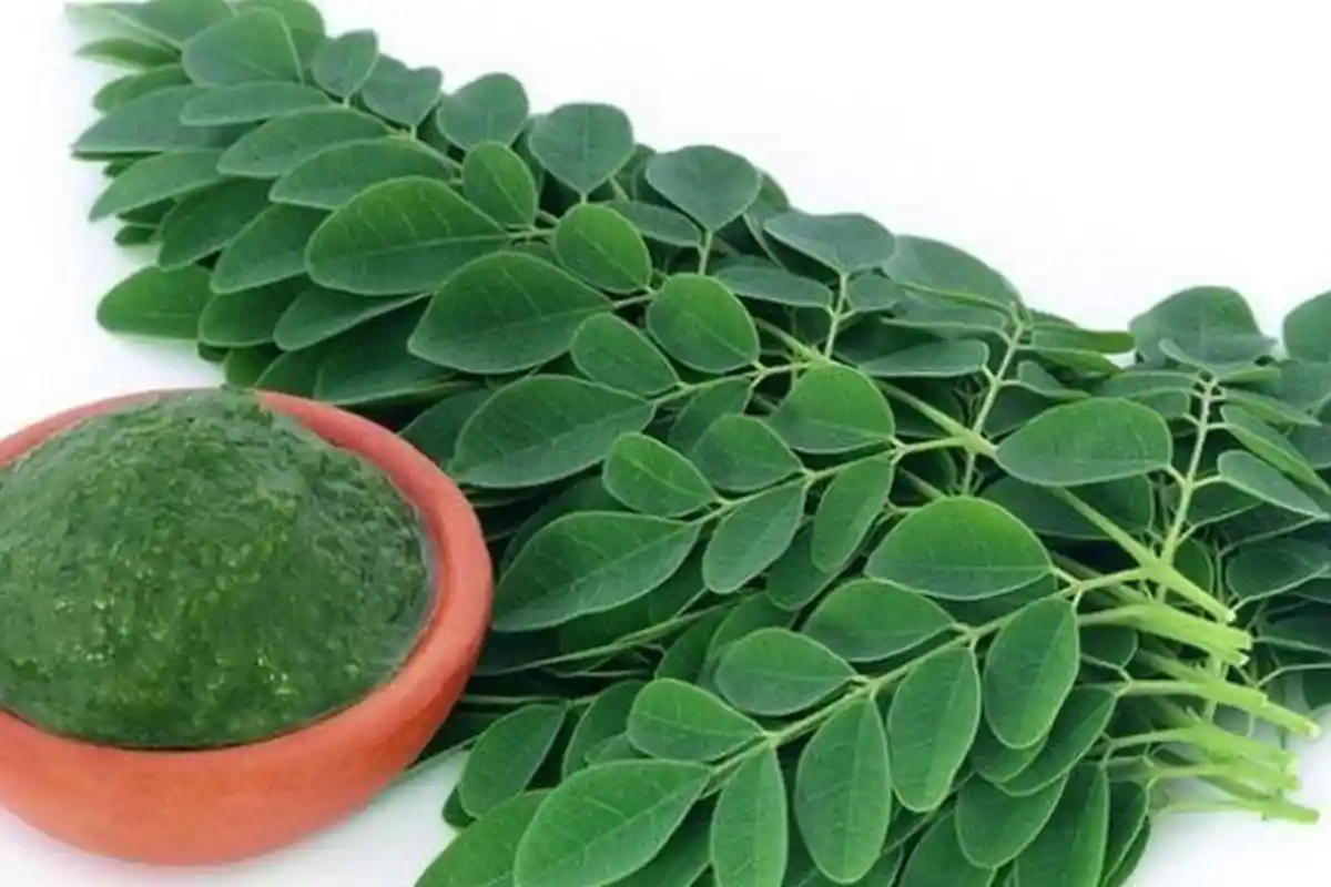 Yuk Makan Sayur Daun Kelor! Inilah 4 Manfaat dari Tanaman Ajaib Moringa Oleifera!