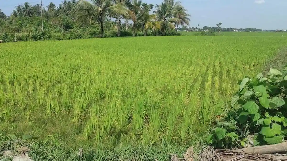 Sudah 3 Bulan Petani Gorontalo Ini Alami Kesulitan Irigasi Sawah