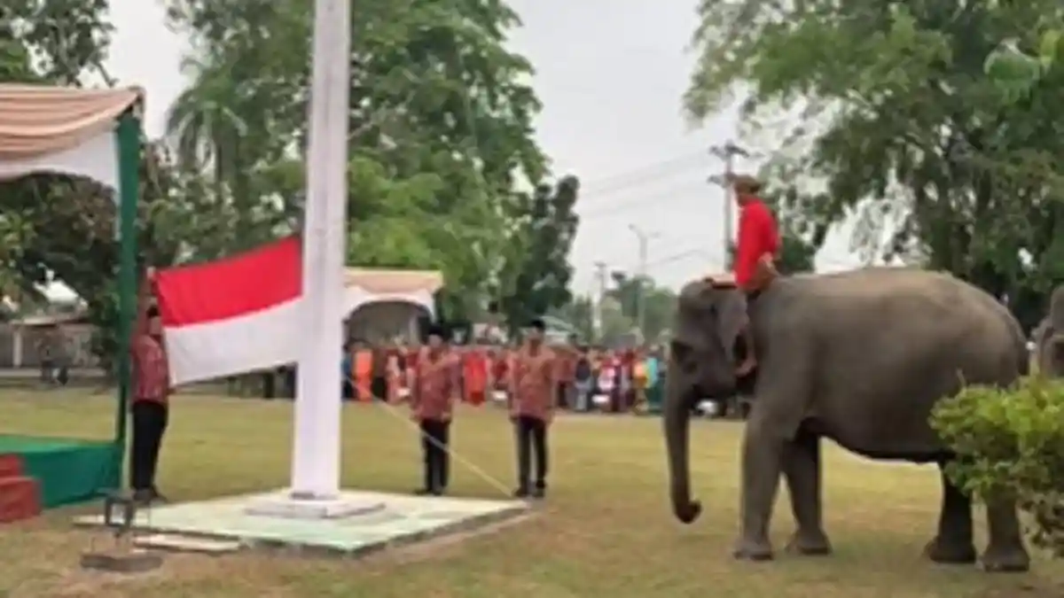 Detik-detik Pengibaran Bendera yang Dilakukan Seekor Gajah pada HUT ke-78 NKRI