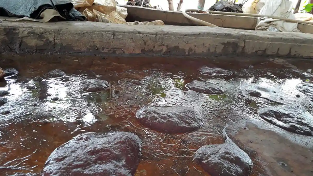 Proses Pembudidayaan Cacing Sutra di Kampung Cacing Tangerang yang Menghidupi 40 Kepala Keluarga