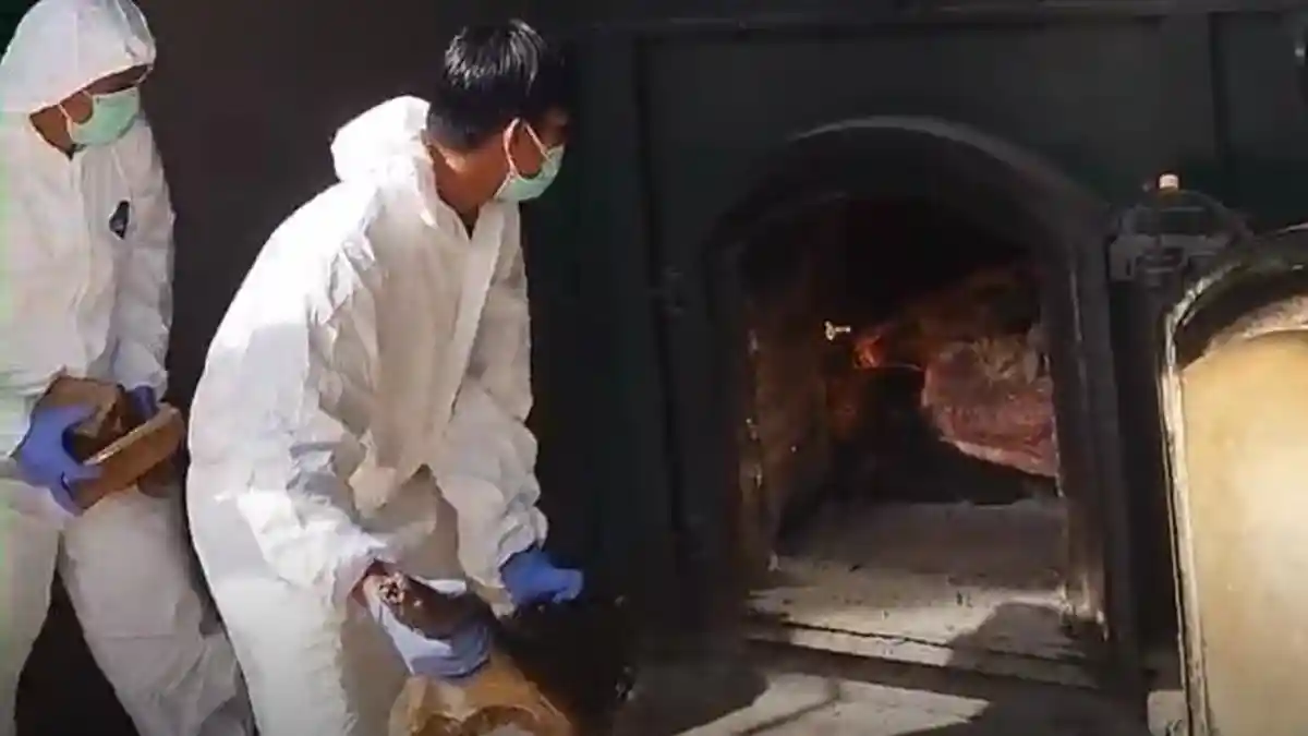 2,9 Ton Daging Babi Ilegal Dimusnahkan Balai Karantina Hewan di Cilegon Banten