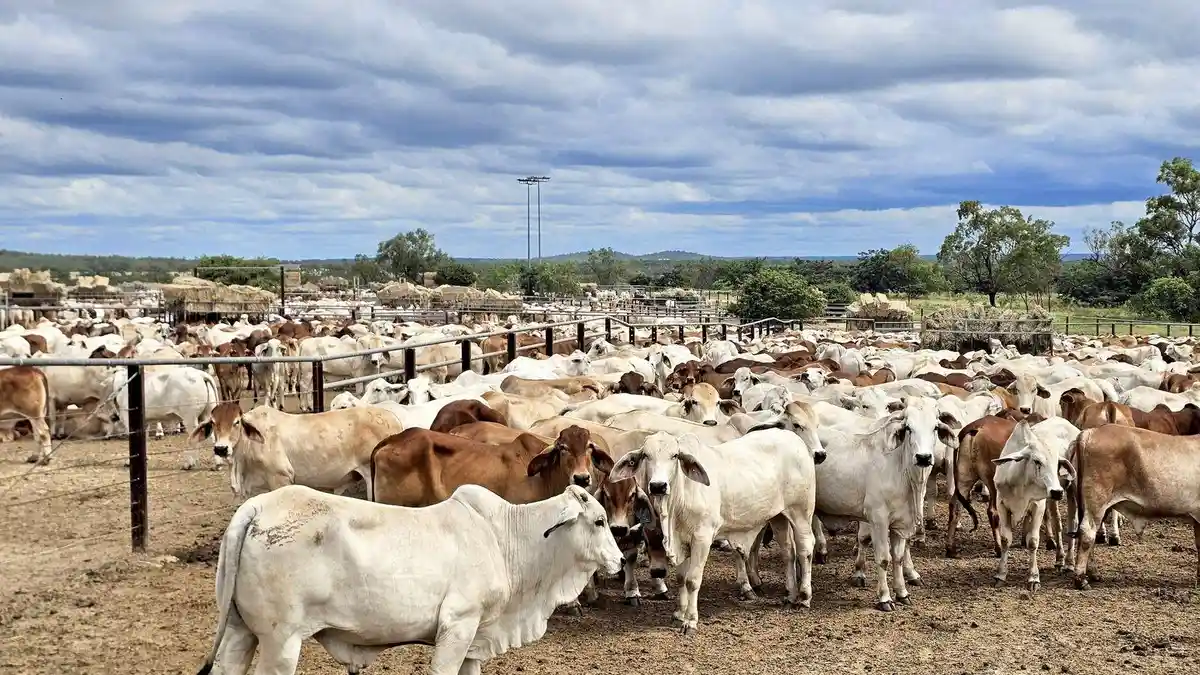 500 Ekor Sapi Australia Tiba, Siap Penuhi Protein Hewani Warga Jakarta ...