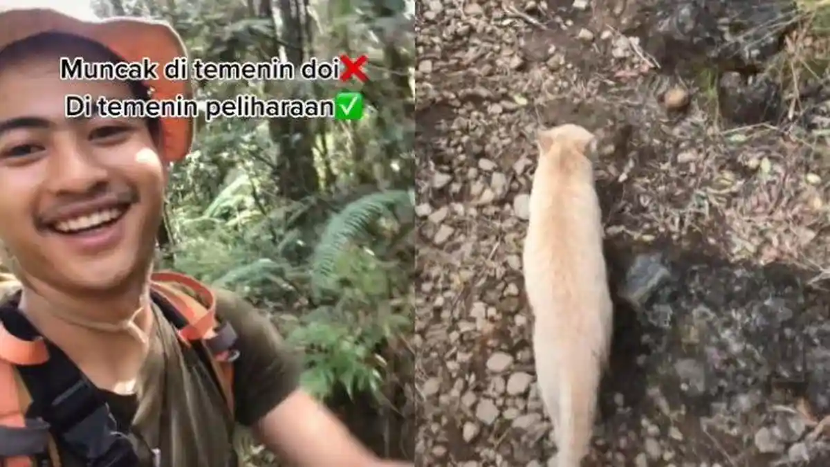 Viral Video Pemuda Mendaki Gunung Ditemani Kucing Oren, Terungkap Kisah Lucu di Baliknya