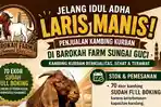 Barokah Farm Sungai Guci Sekayu Full Senyum, Jelang Idul Adha, Kambing Kurbannya Sudah Terjual Habis