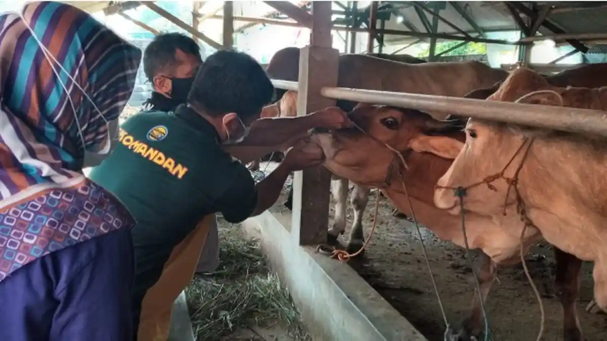 Pasokan Daging Sapi di Batang Aman, Harga Mulai Naik Rp 130 Ribu Perkilogram