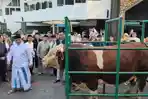 Sapi-bantuan-presiden.jpg