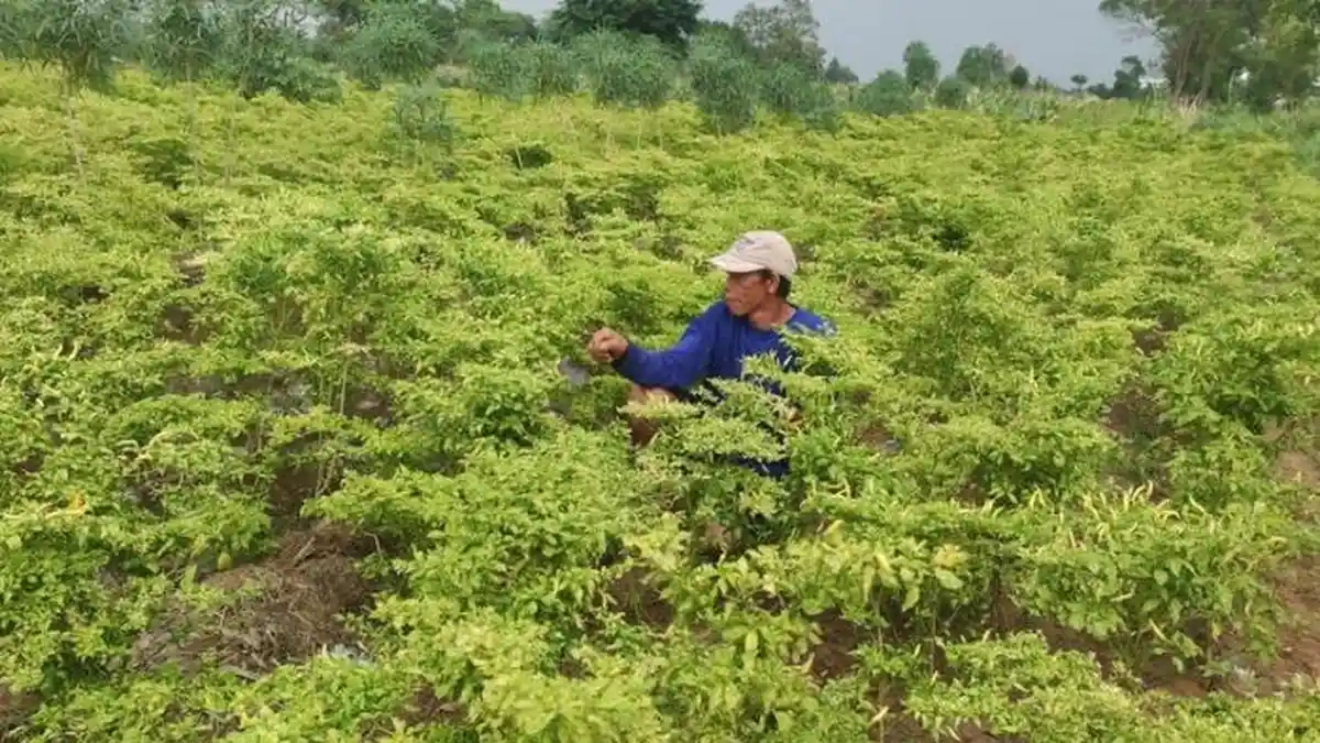 Warga Kejar Layangan Putus Malah Pergoki Maling Curi 10Kg Cabai dalam Karung , Langsung Disergap