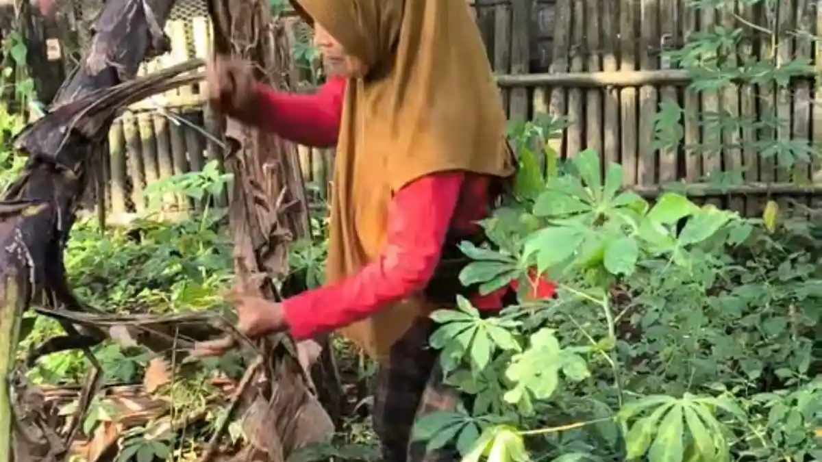 Keseharian Ibunda Bupati Citra Pitriyami dan Cakra Khan di Pangandaran, Berkebun Sambil Ngonten