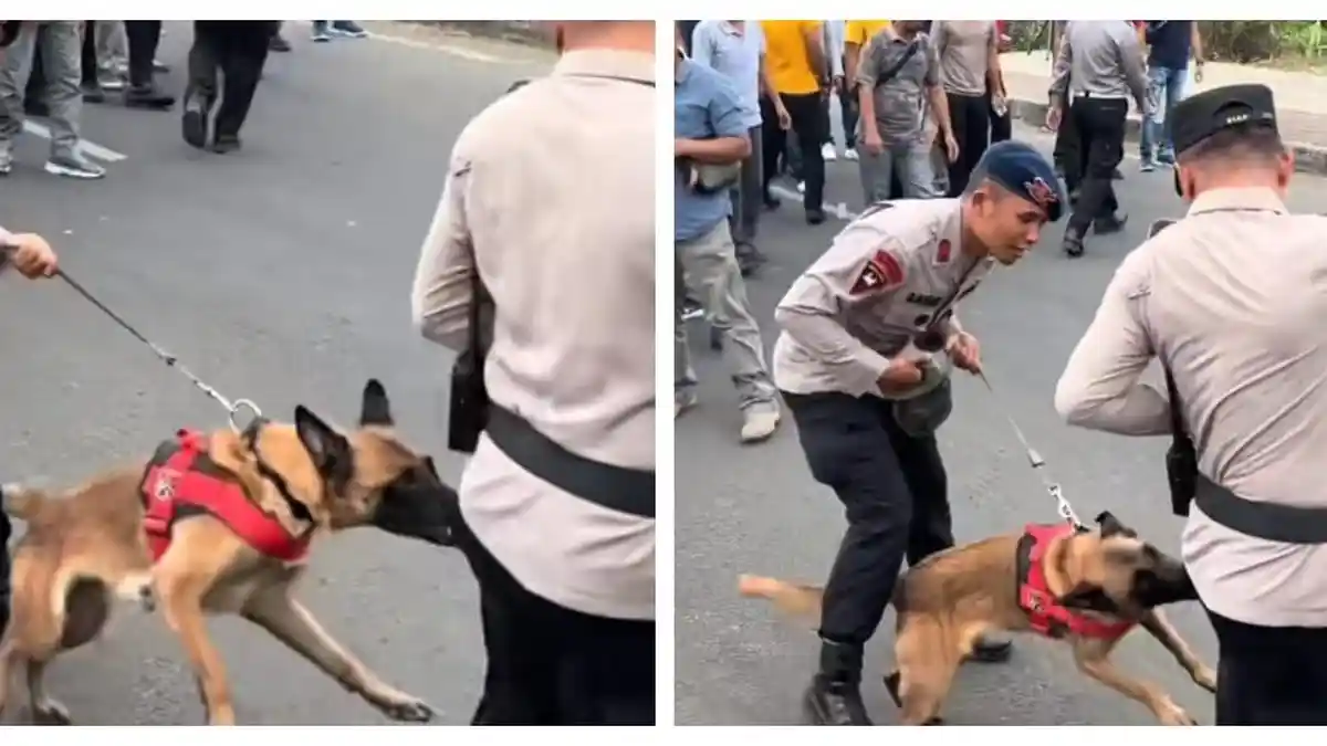 Viral Anjing K9 Gigit Celana Komandan Polisi Sampai Ketarik, Ditertawakan Massa
