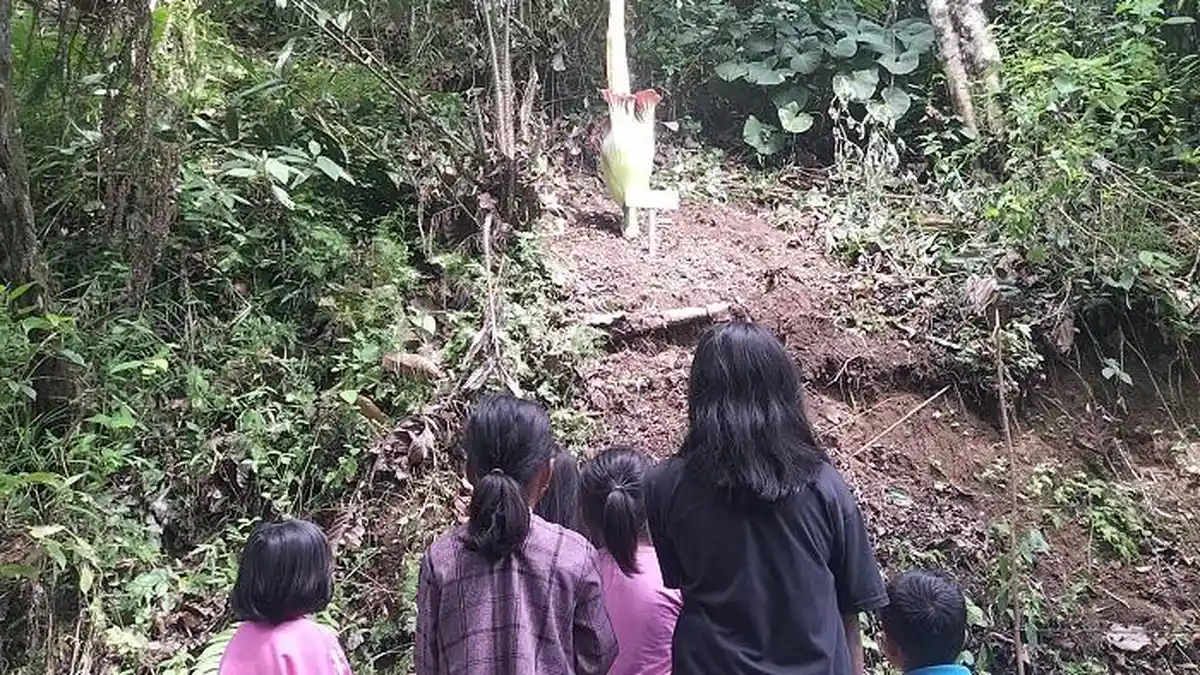 BREAKING NEWS: Bunga Bangkai Raksasa 2 Meter Tumbuh di Pinggir Jalan Padang Pariaman