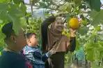 20250912_PETIK-BUAH_petik-buah-di-desa-Argowisata-2025.jpg