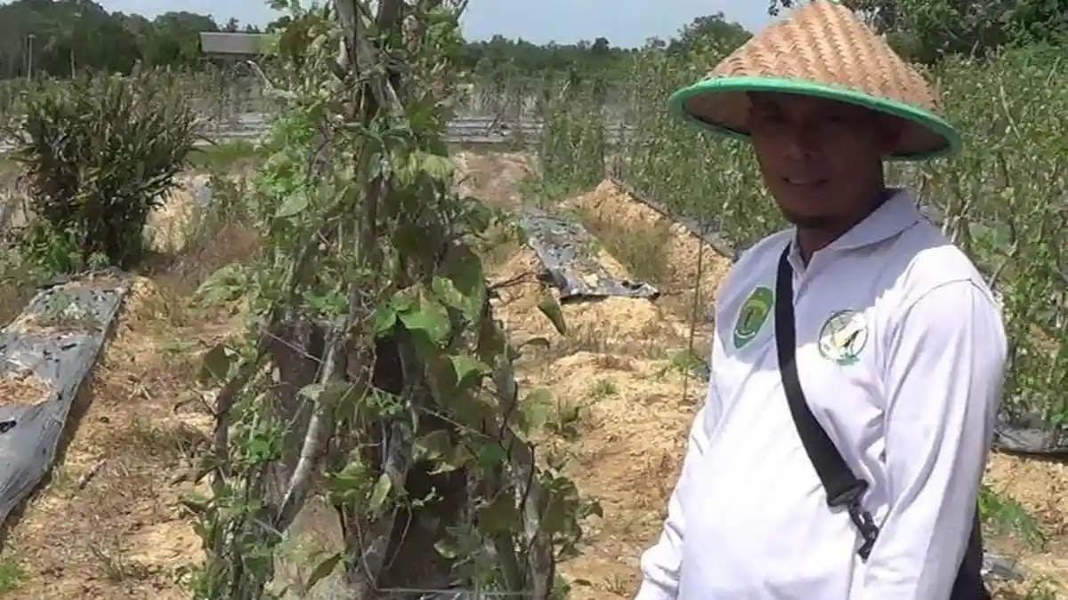 Musim Kemarau Melanda, Petani di Balikpapan Utara Menghadapi Krisis Air