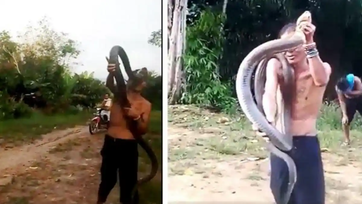 Terungkap Pria yang Tewas Dipatuk King Kobra Bukan Pawang Ular, Ini Pekerjaannya Sehari-hari