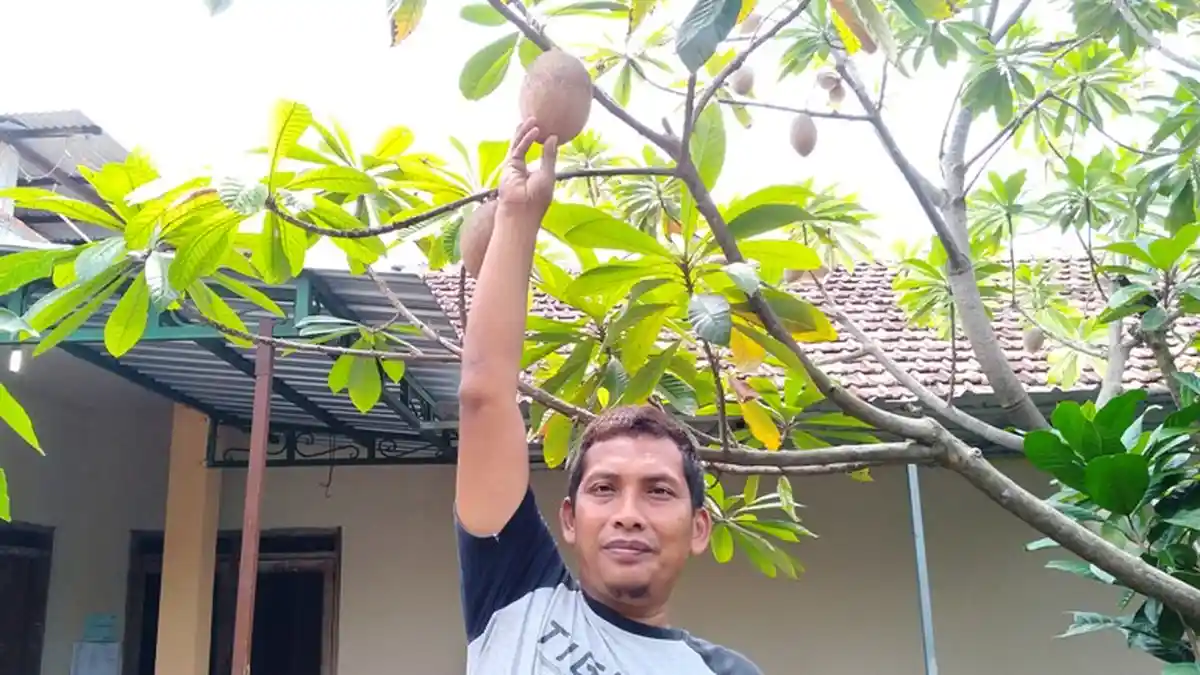 Sudaryo Warga Semarang Budidayakan Sawo Meksiko, Ada Calon Pembeli dari Maroko