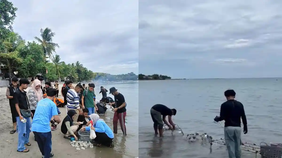 Estuaria Indonesia Tanam 200 Fragmen Karang  di Perairan Pemboang Majene