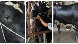 Prabowo-beli-sapi-kurban-bernama-Sambo-di-Tangerang-Banten.jpg