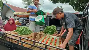 Petani-Tomat-di-Pagar-Alam.jpg