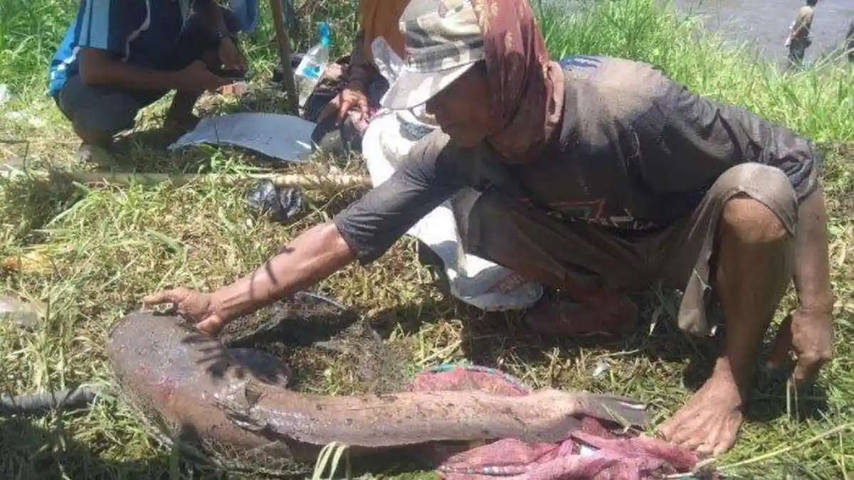 Lele Raksasa Berukuran Sekira 1 Meter Ditangkap Warga Bondowo, Ini Penampakannya